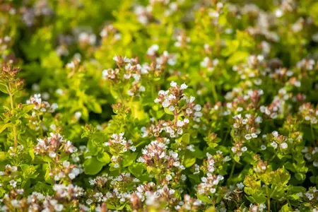 Origanum vulg. 'Thumble's Variety' - P9 - image 2