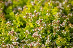 Origanum vulg. 'Thumble's Variety' - P9 - image 2