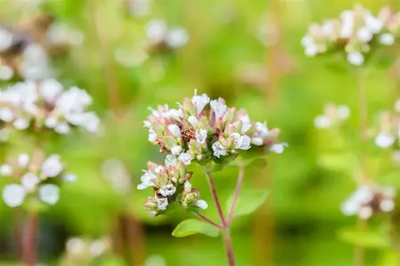 Origanum vulg. 'Thumble's Variety' - P9 - image 3