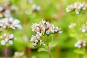 Origanum vulg. 'Thumble's Variety' - P9 - image 3