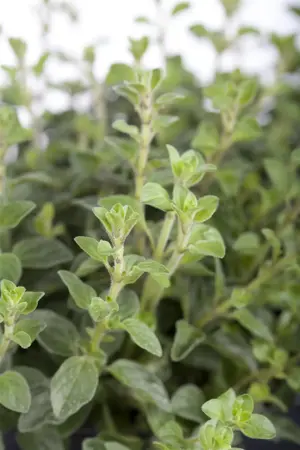 Origanum vulgare - P9 - image 2