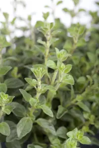 Origanum vulgare - P9 - image 2