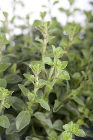 Origanum vulgare - LINERS 24 CEL TRAY P9 SIZE - image 2