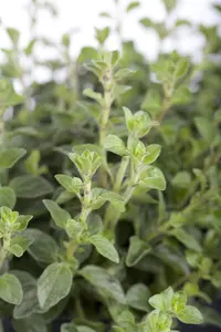 Origanum vulgare - LINERS 24 CEL TRAY P9 SIZE - image 2