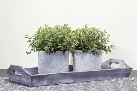 Origanum vulgare - P9 - image 1