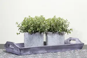 Origanum vulgare