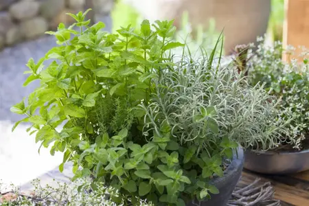 Origanum vulgare - P9 - image 5