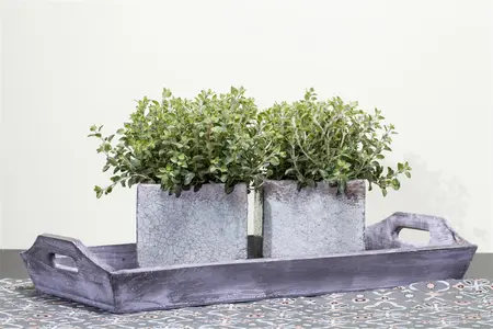 Origanum vulgare - LINERS 24 CEL TRAY P9 SIZE - image 1