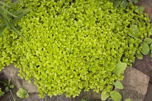 Origanum vulgare - LINERS 24 CEL TRAY P9 SIZE - image 4