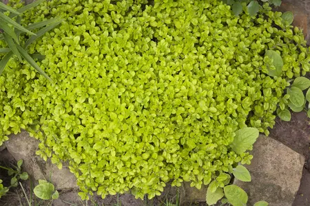 Origanum vulgare - PLUG/CELGROWN 100 CEL TRAY - image 4