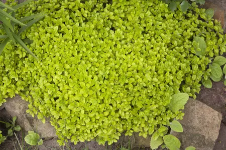 Origanum vulgare - P11 - image 3