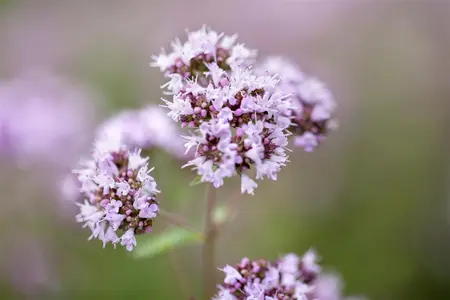Origanum vulgare - P11 - image 5