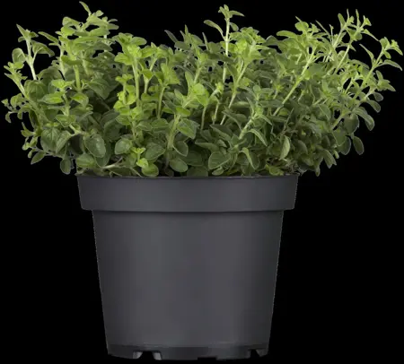 Origanum vulgare - P9 - image 3