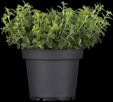 Origanum vulgare - LINERS 24 CEL TRAY P9 SIZE - image 3