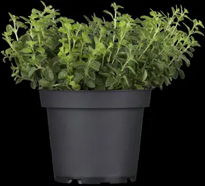 Origanum vulgare - LINERS 24 CEL TRAY P9 SIZE - image 3