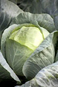 ORNAMENTAL CABBAGE MIXED 12CM 8s - image 5