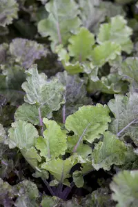 ORNAMENTAL CABBAGE  MIXED 12CM 8s - image 4
