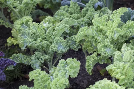 ORNAMENTAL CABBAGE  MIXED 12CM 8s - image 3