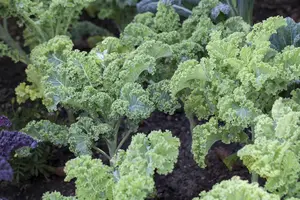 ORNAMENTAL CABBAGE  MIXED 12CM 8s - image 3