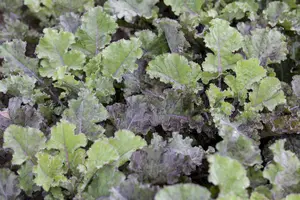 ORNAMENTAL CABBAGE  MIXED 12CM 8s - image 5