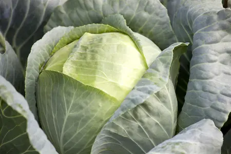 ORNAMENTAL CABBAGE  MIXED 12CM 8s - image 2