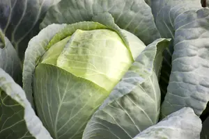 ORNAMENTAL CABBAGE  MIXED 12CM 8s - image 2