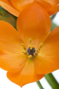 Ornithogalum dubium - flower bulb 4/6 - image 2