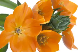Ornithogalum dubium