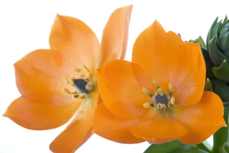 Ornithogalum dubium - flower bulb 4/6 - image 3