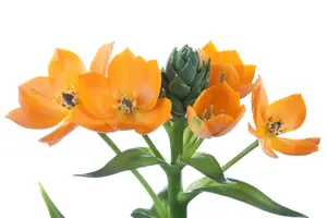 Ornithogalum dubium - flower bulb 4/6 - image 4