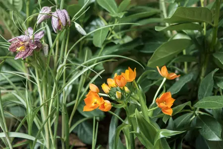 Ornithogalum dubium - flower bulb 4/6 - image 5