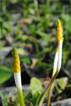 Orontium aquaticum - P9