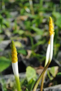 Orontium aquaticum