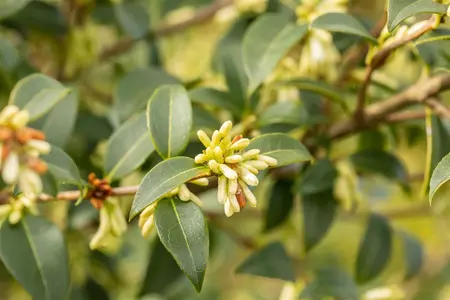 Osmanthus burkwoodii - 30-40 CM C7.5 - image 5