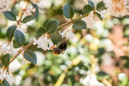 Osmanthus burkwoodii - 150-175 CM C50 - image 5