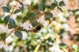 Osmanthus burkwoodii - MULTISTEM 150-175 CM C35 - image 5