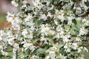 Osmanthus burkwoodii - 60-80 CM C15 - image 2