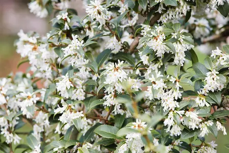 OSMANTHUS BURKWOODII 7L - image 2