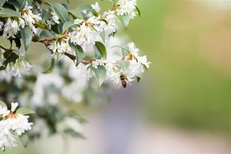 OSMANTHUS BURKWOODII 7L - image 4