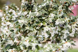 Osmanthus burkwoodii - 30-40 CM C7.5 - image 3