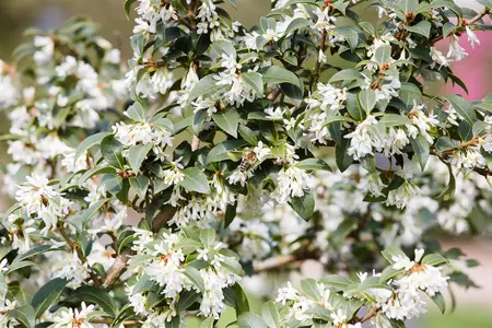 Osmanthus burkwoodii - 10 Ltr pot - image 3