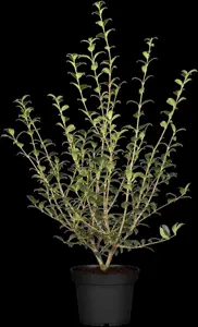 Osmanthus burkwoodii - BALL 60-70 CM RB - image 1