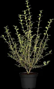 OSMANTHUS BURKWOODII
