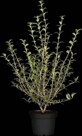 Osmanthus burkwoodii - 90 CM BALL C90 - image 1