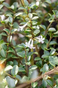 Osmanthus delavayi - 25-30 CM C2 - image 2