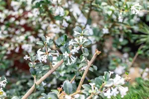 Osmanthus delavayi - 20-30 CM C2 - image 4
