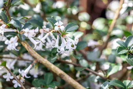 Osmanthus delavayi - LINERS 28 CEL TRAY P8 SIZE - image 3