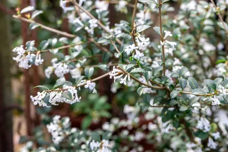 Osmanthus delavayi - LINERS 28 CEL TRAY P8 SIZE - image 5