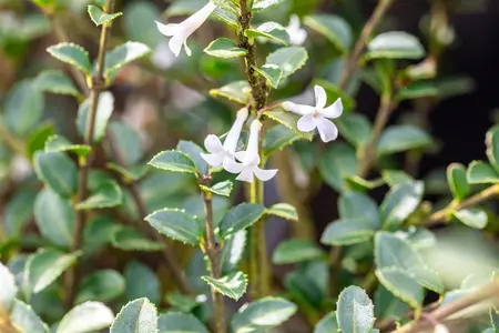 Osmanthus delavayi - 3 Ltr pot - image 1