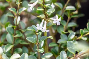 Osmanthus delavayi - 3 Ltr pot - image 1